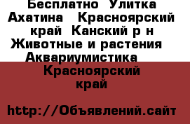 Бесплатно. Улитка Ахатина - Красноярский край, Канский р-н Животные и растения » Аквариумистика   . Красноярский край